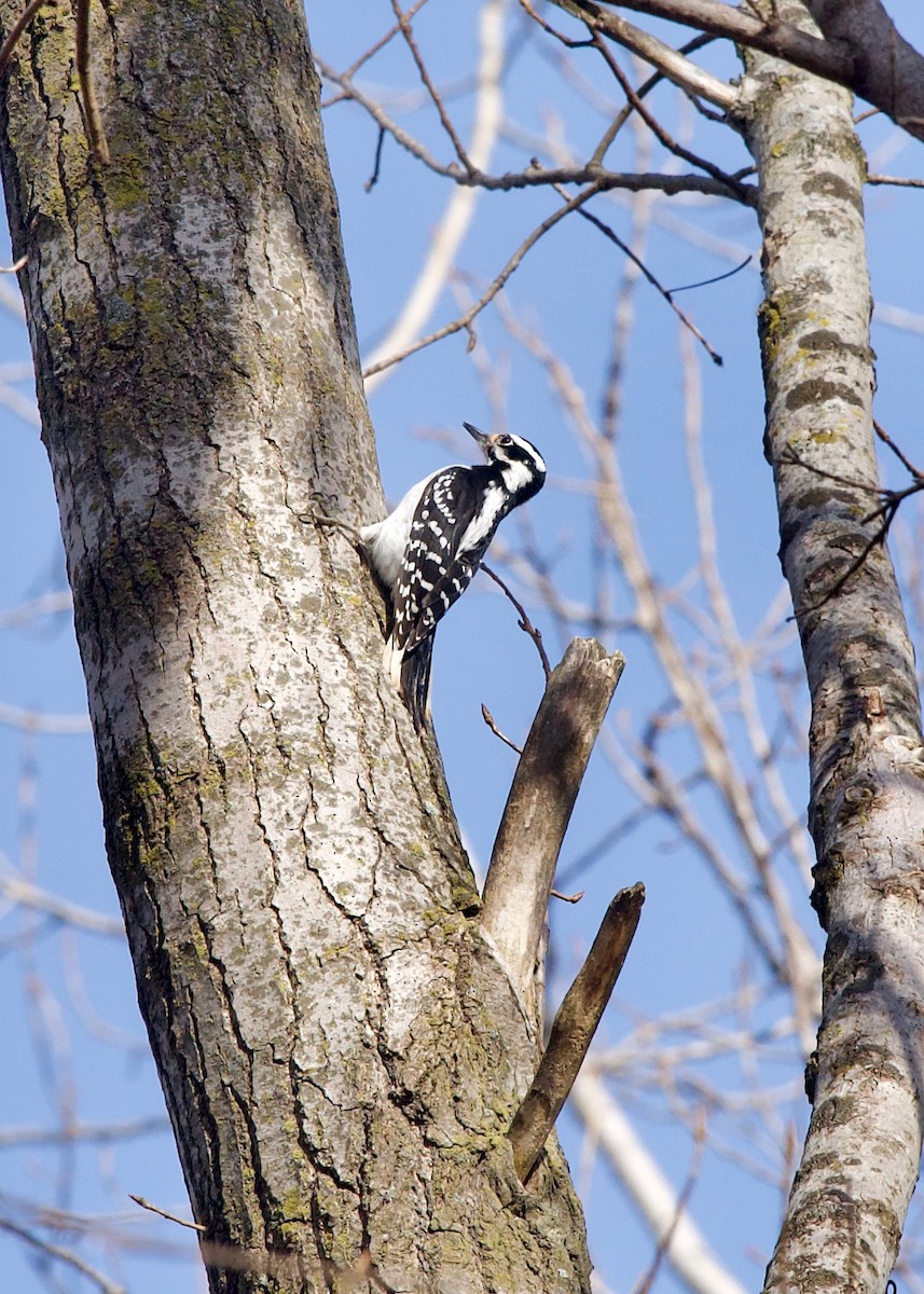 Hairy Woodpecker - ML532890871