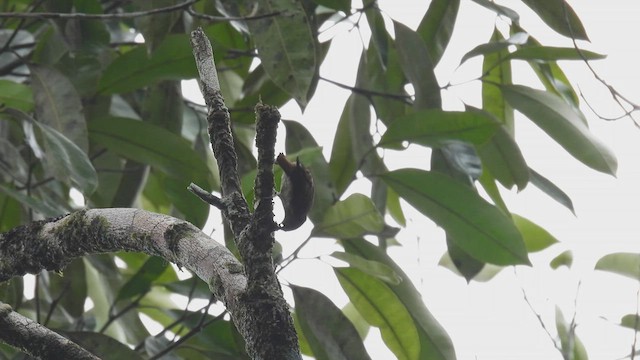 Rufous-tailed Xenops - ML532891371