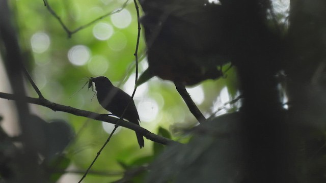 Cinereous Antshrike - ML532891491