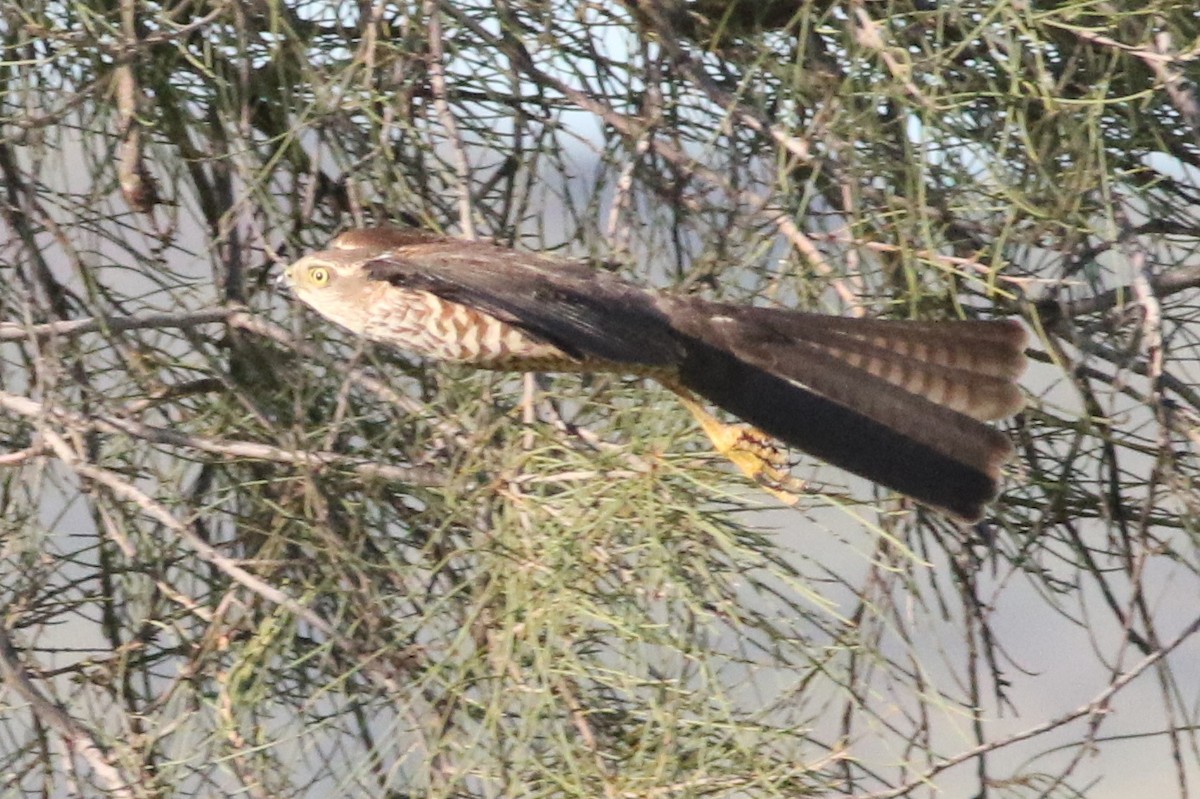 Brown Goshawk - ML532891791