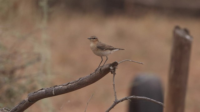 ハシグロヒタキ（oenanthe／libanotica） - ML532892111