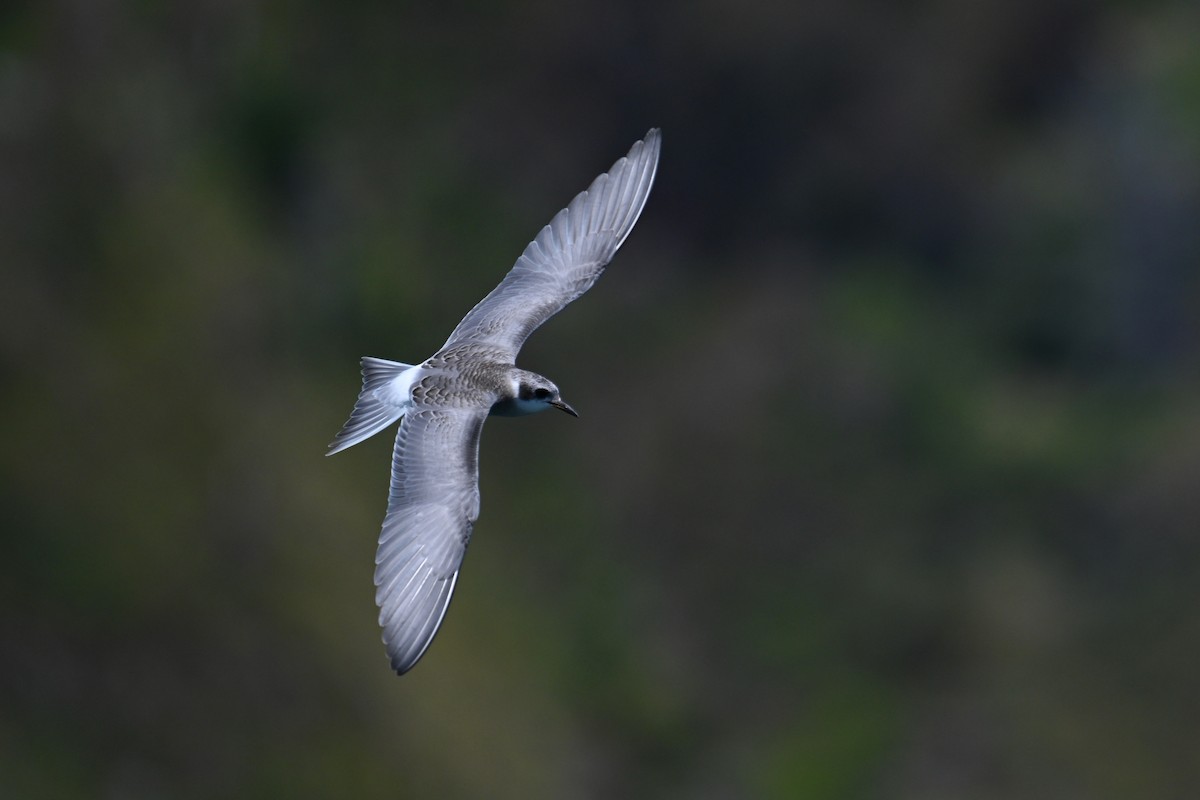 Black-fronted Tern - Ting-Wei (廷維) HUNG (洪)