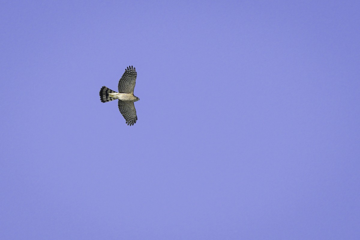 Sharp-shinned Hawk - ML532892391