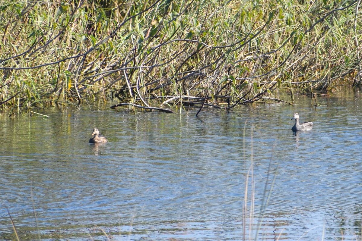 Gadwall - Vivek Kumar Patel