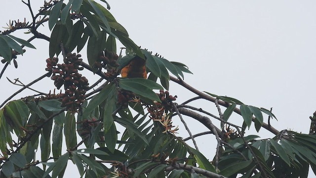 Black-headed Parrot - ML532892811