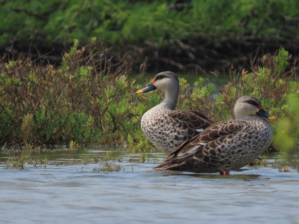 Indian Spot-billed Duck - ML532892821