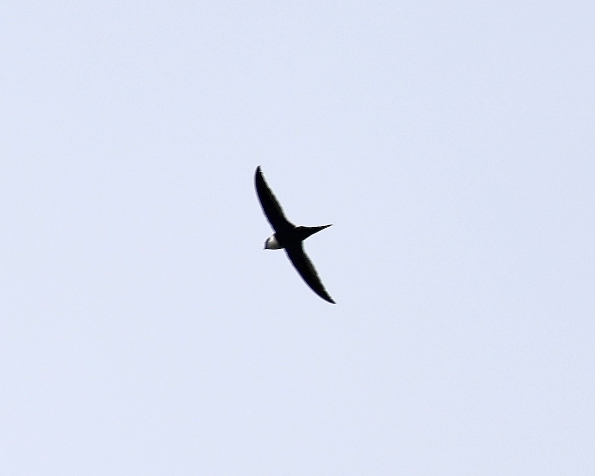 Lesser Swallow-tailed Swift - David McQuade