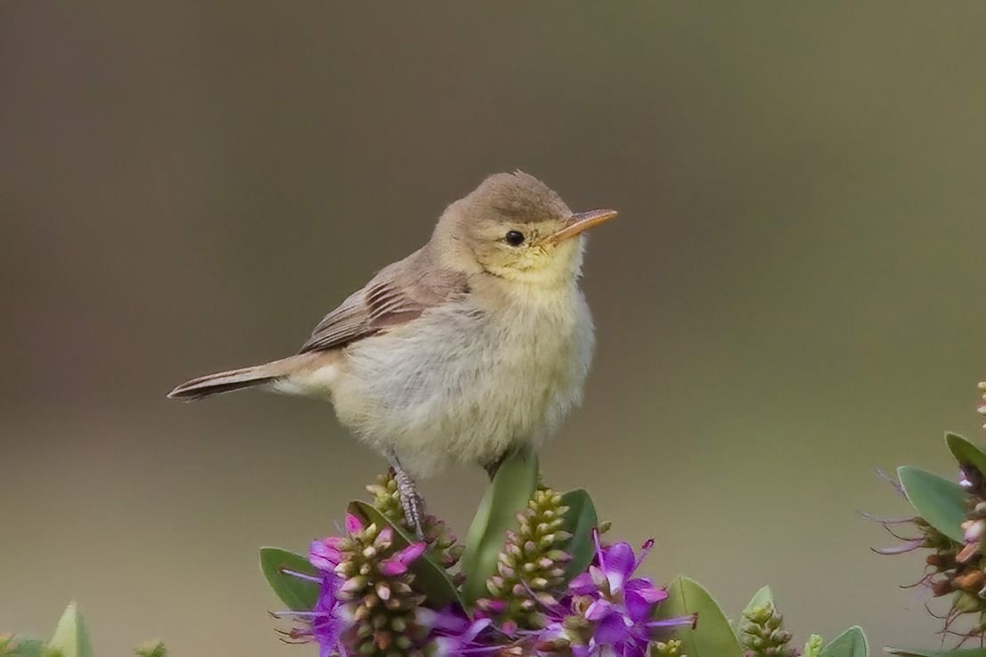 Melodious Warbler - ML532895141