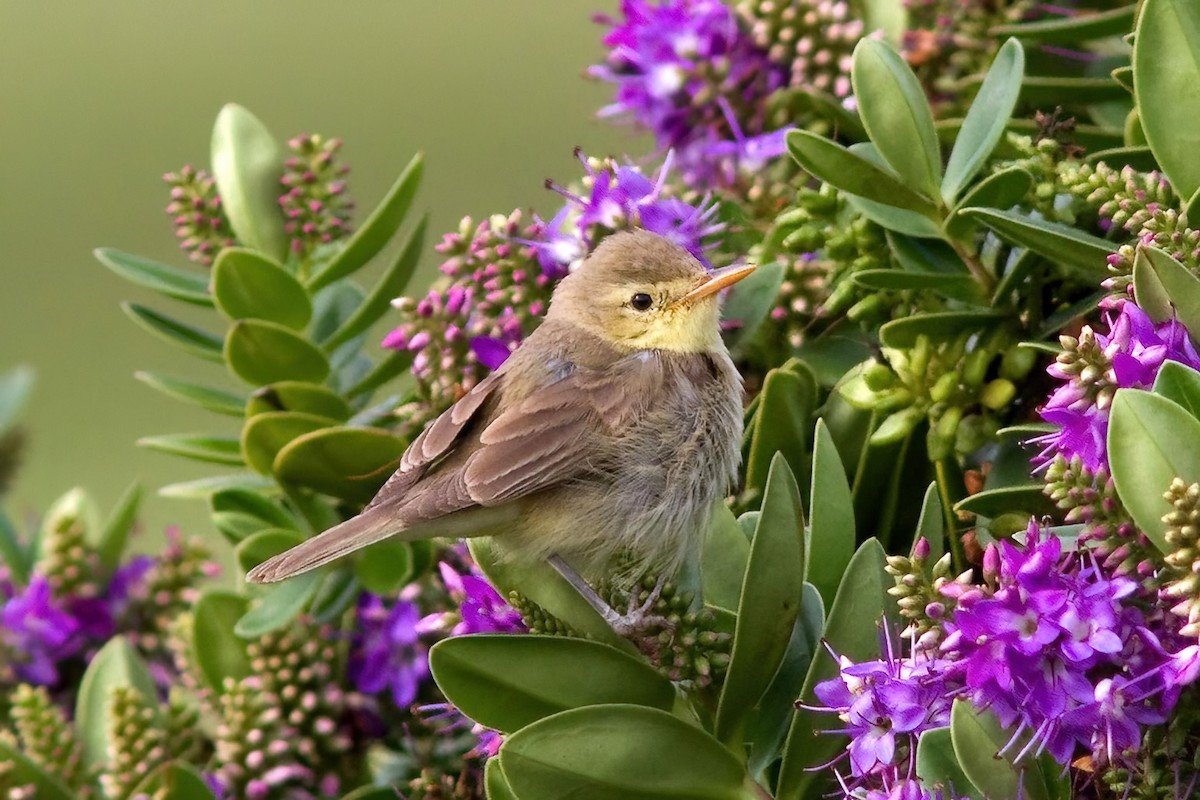 Melodious Warbler - ML532895191