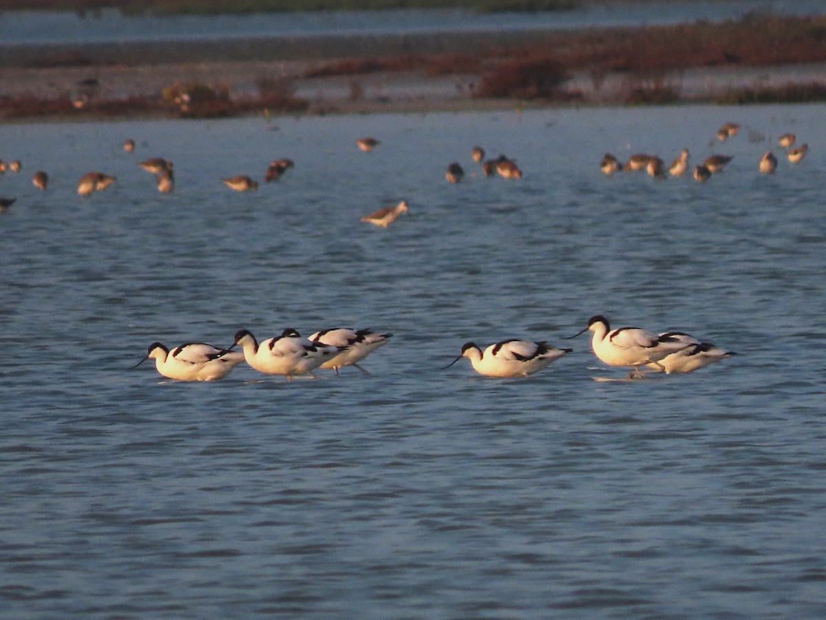 Pied Avocet - ML532895641