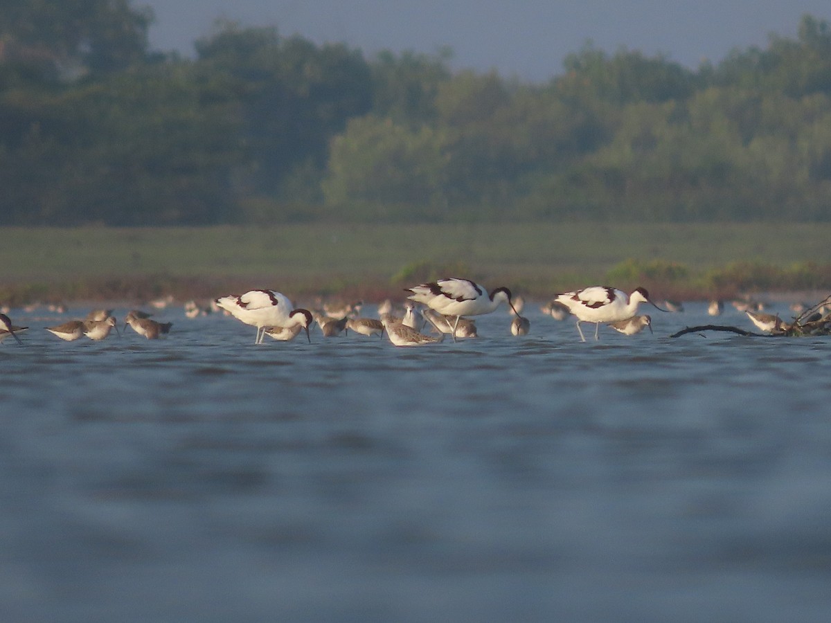 Pied Avocet - ML532895651