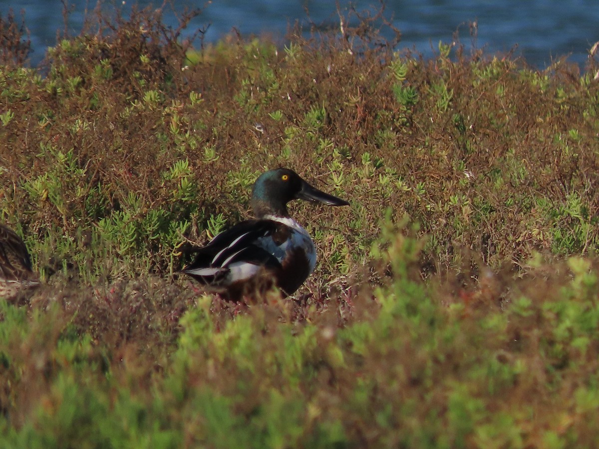 Northern Shoveler - Danidu Geeganage