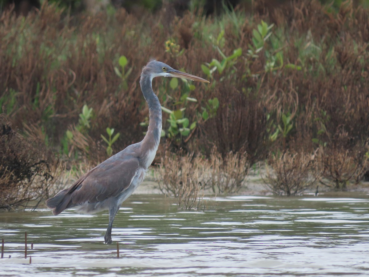 Western Reef-Heron - ML532896281