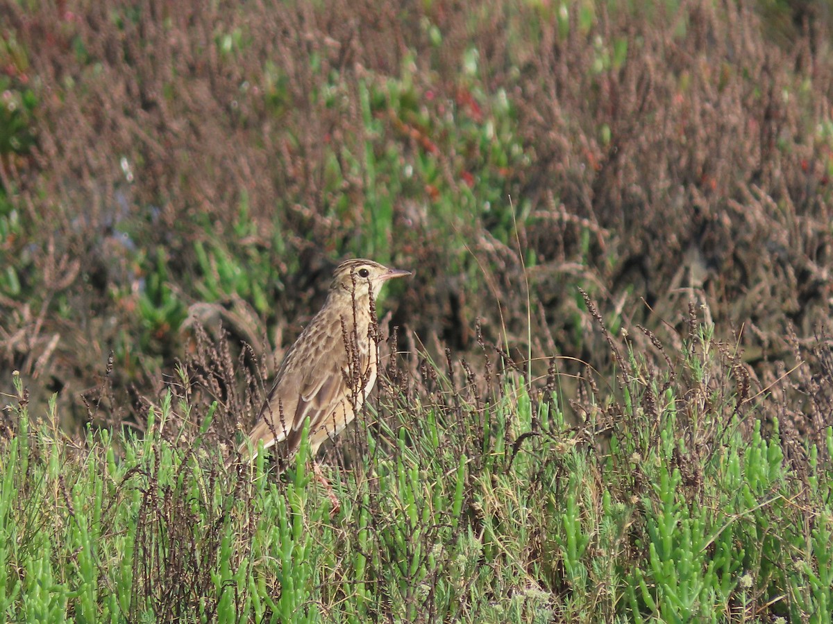 Richard's Pipit - ML532896291