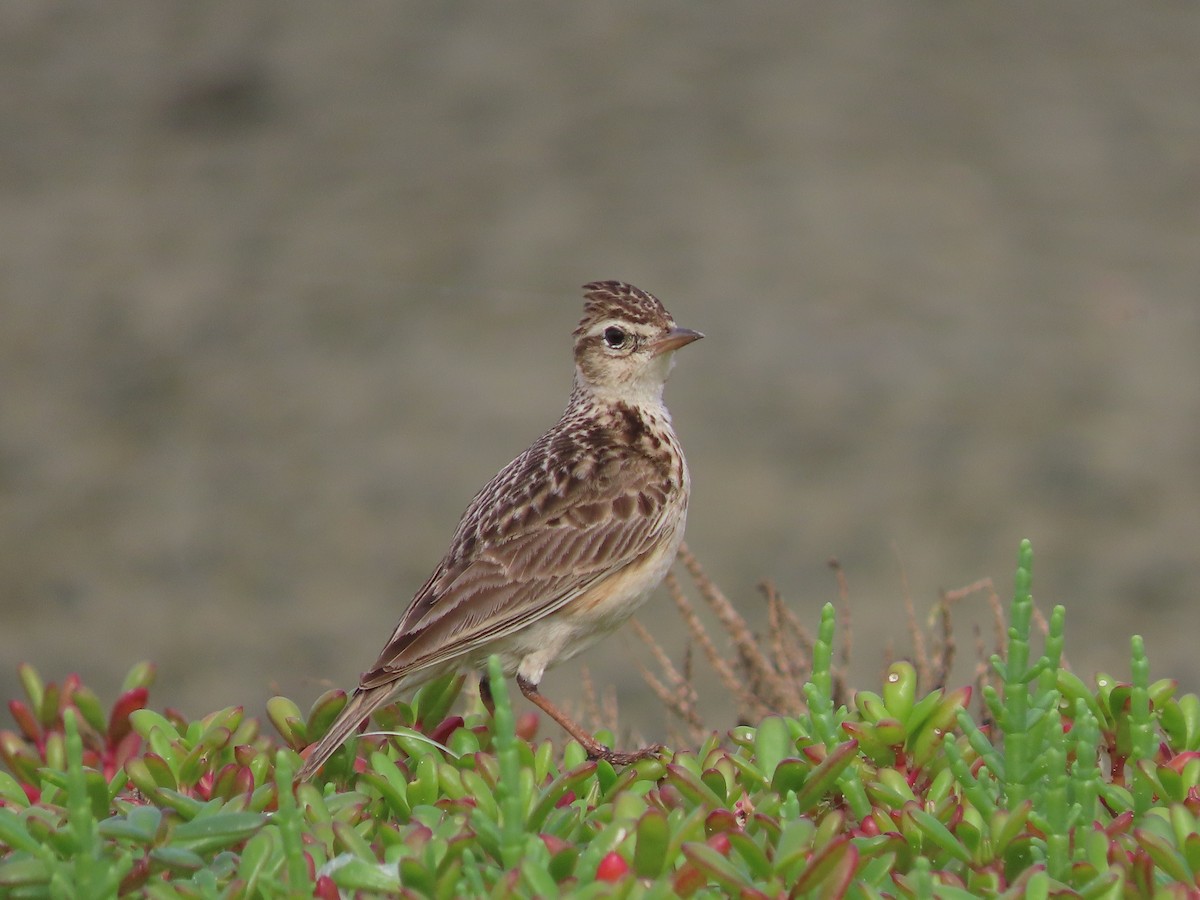 Oriental Skylark - Danidu Geeganage