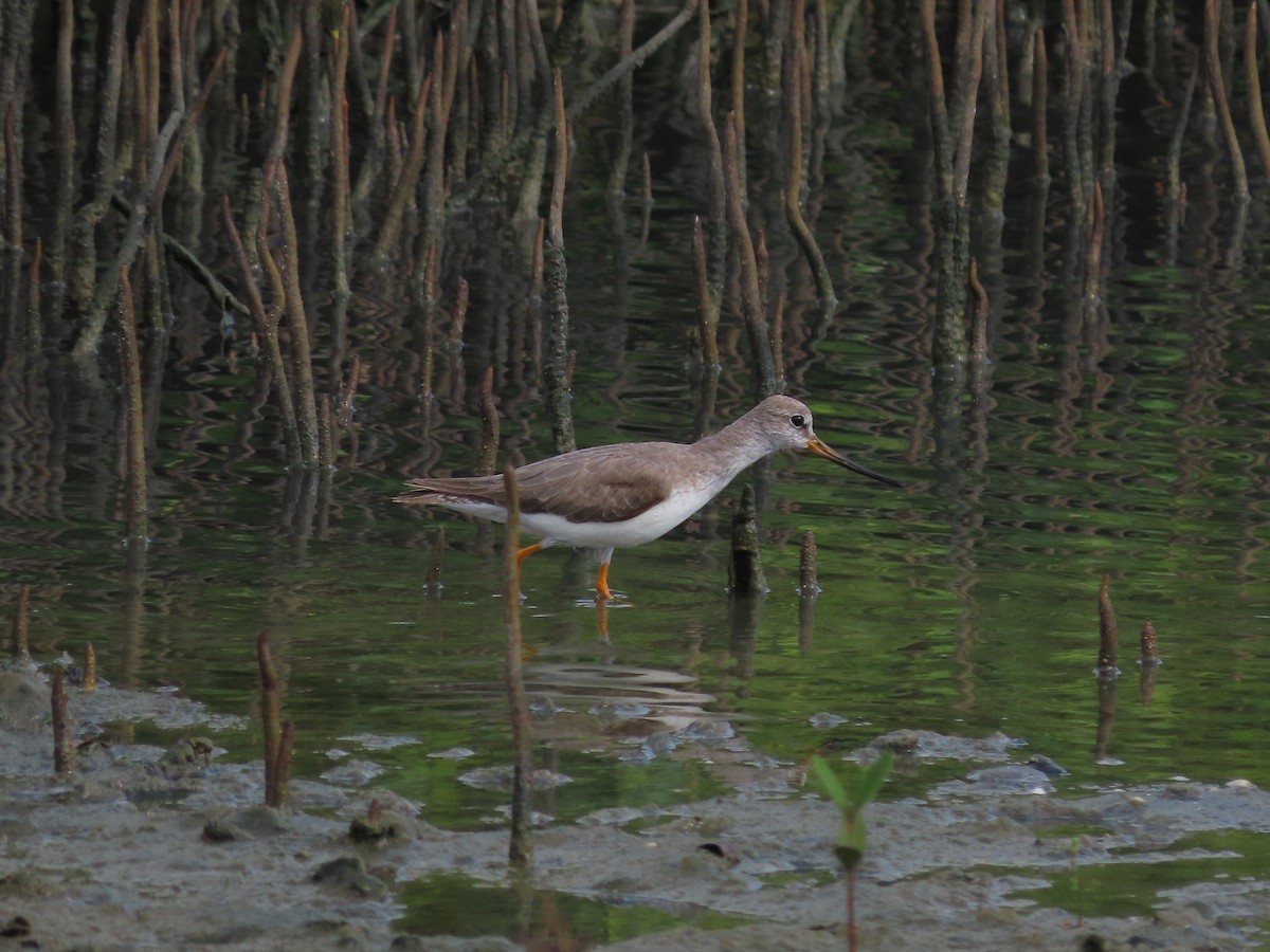 Terek Sandpiper - ML532896471