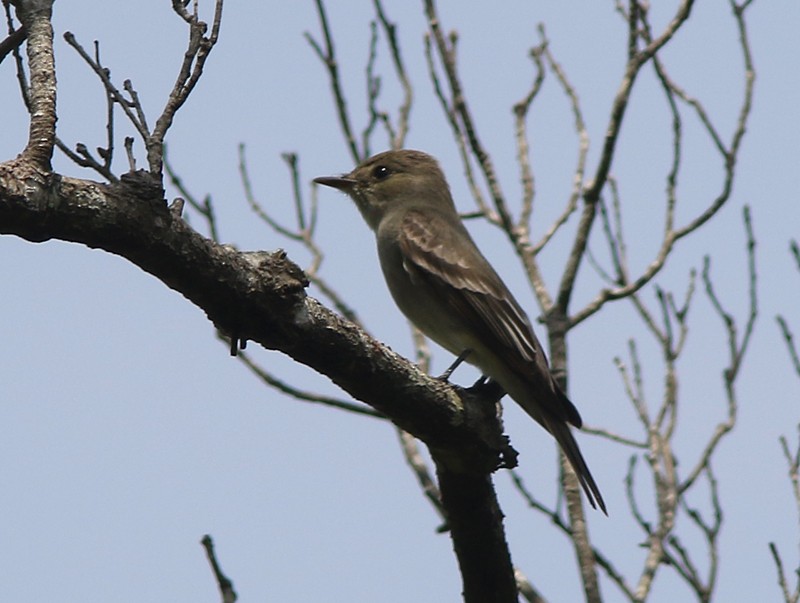 Western Wood-Pewee - Amy McAndrews