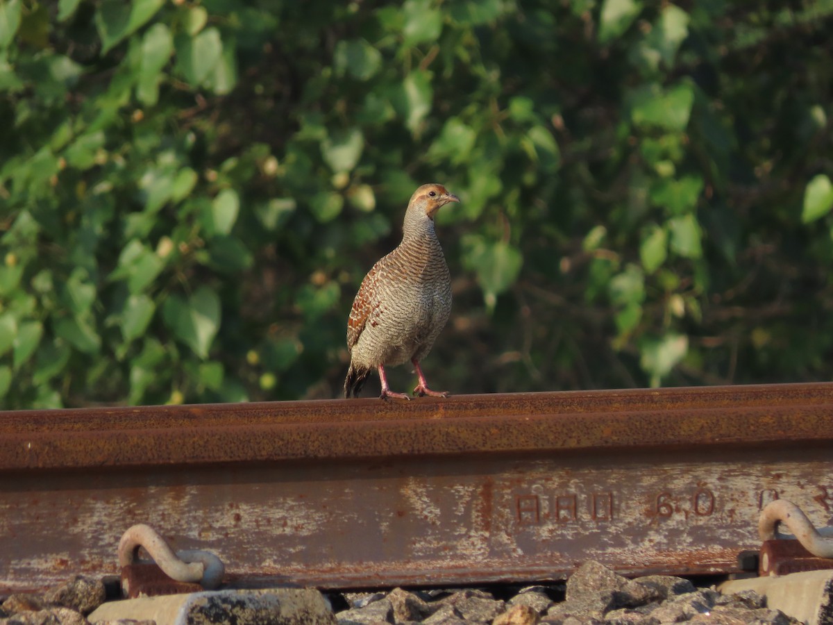 Gray Francolin - Danidu Geeganage