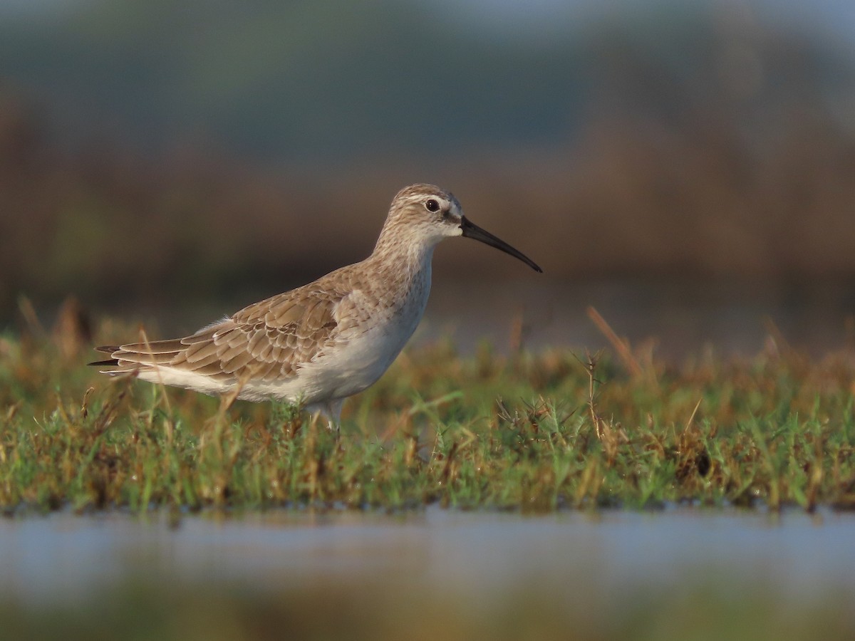 Curlew Sandpiper - Danidu Geeganage