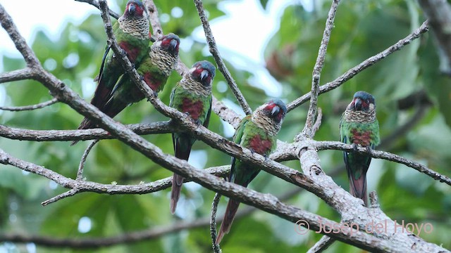 regnbueparakitt (caeruleiceps) (blåkroneparakitt) - ML532898001