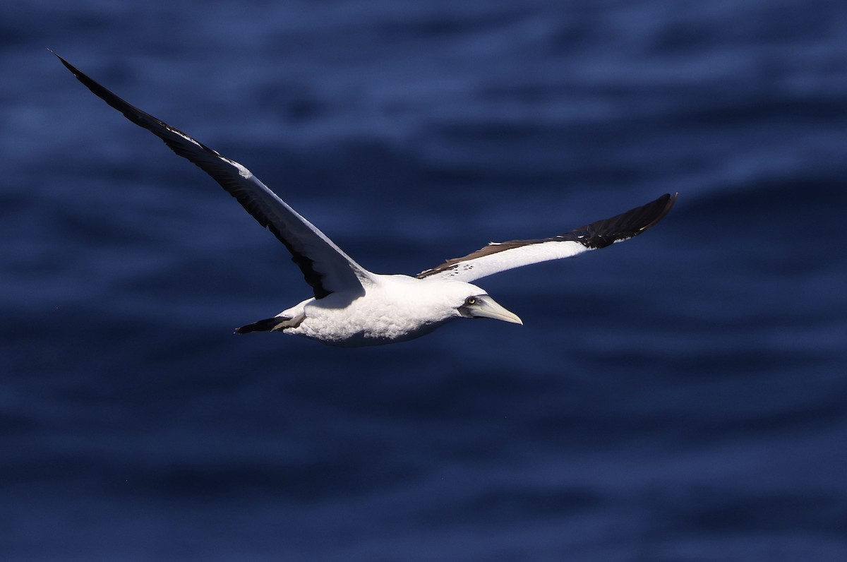 Masked Booby - Mark Jarrett