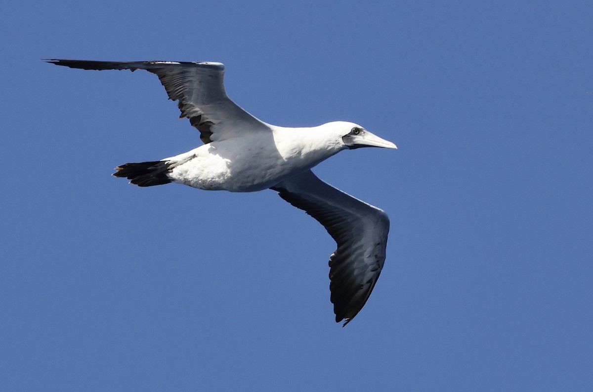 Masked Booby - ML532898491