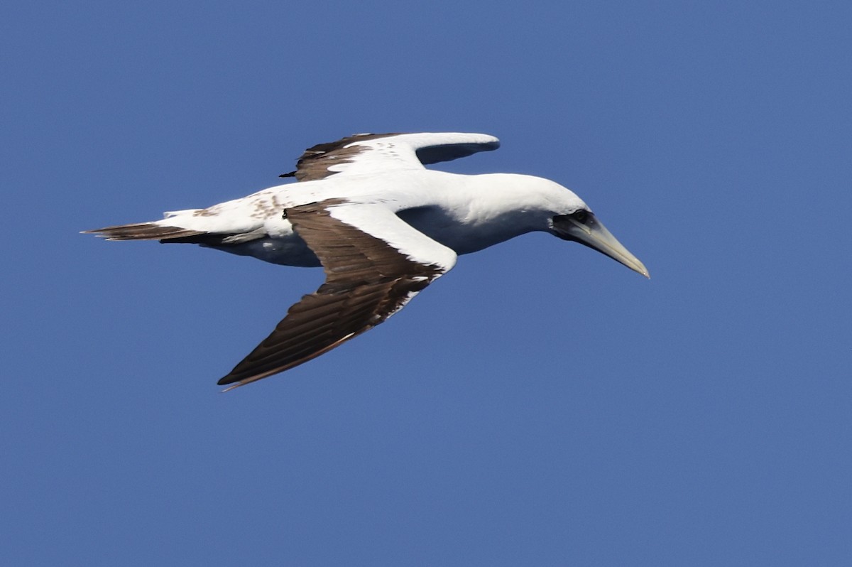 Masked Booby - Mark Jarrett