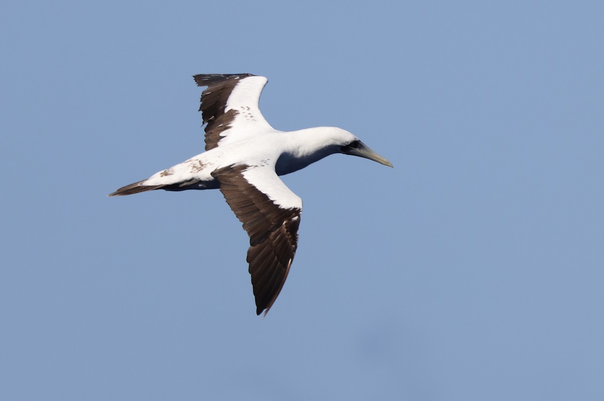 Masked Booby - Mark Jarrett