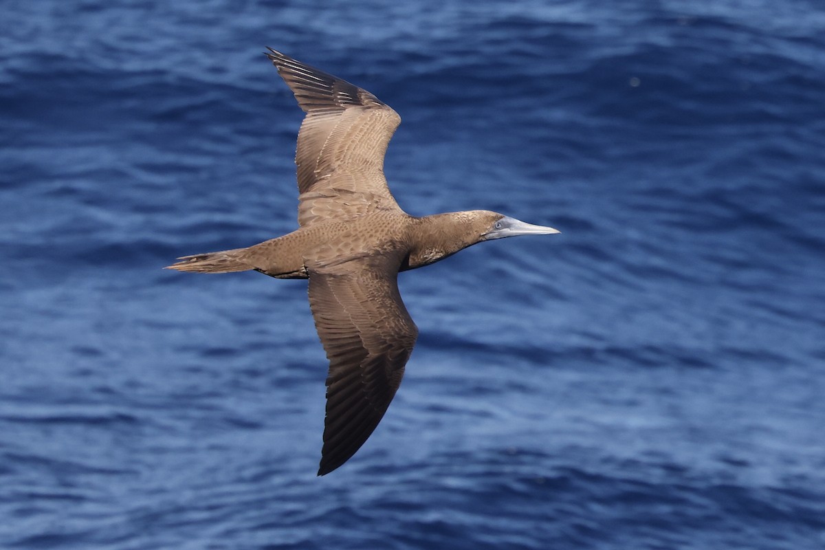 Brown Booby - ML532898561