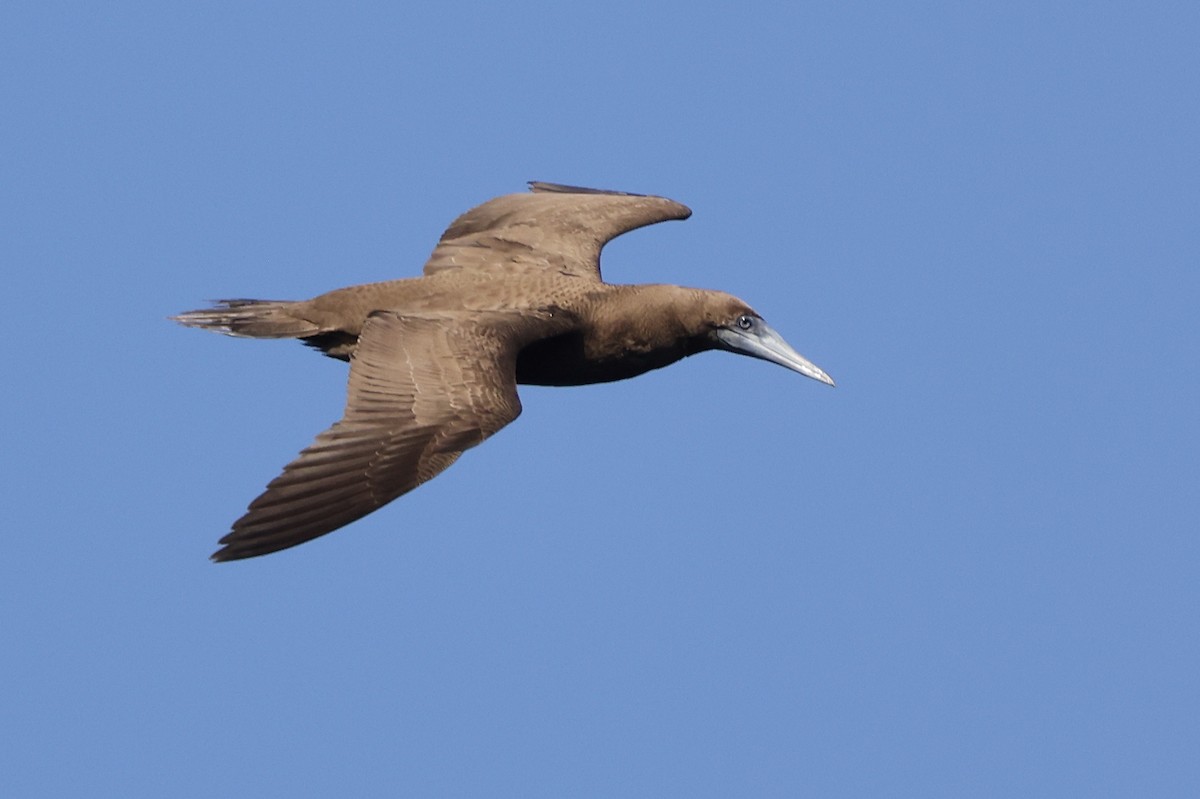 Brown Booby - ML532898571