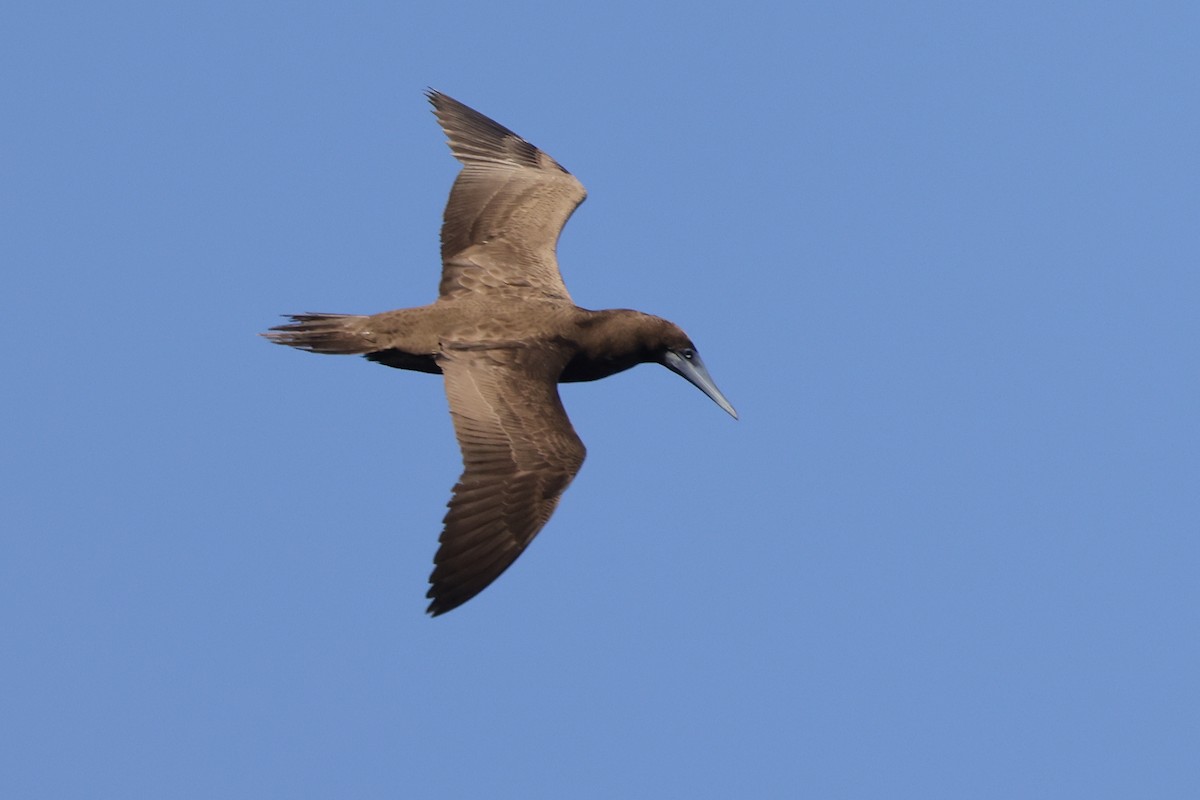 Brown Booby - ML532898581