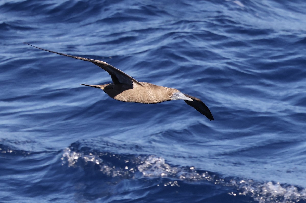 Brown Booby - ML532898591