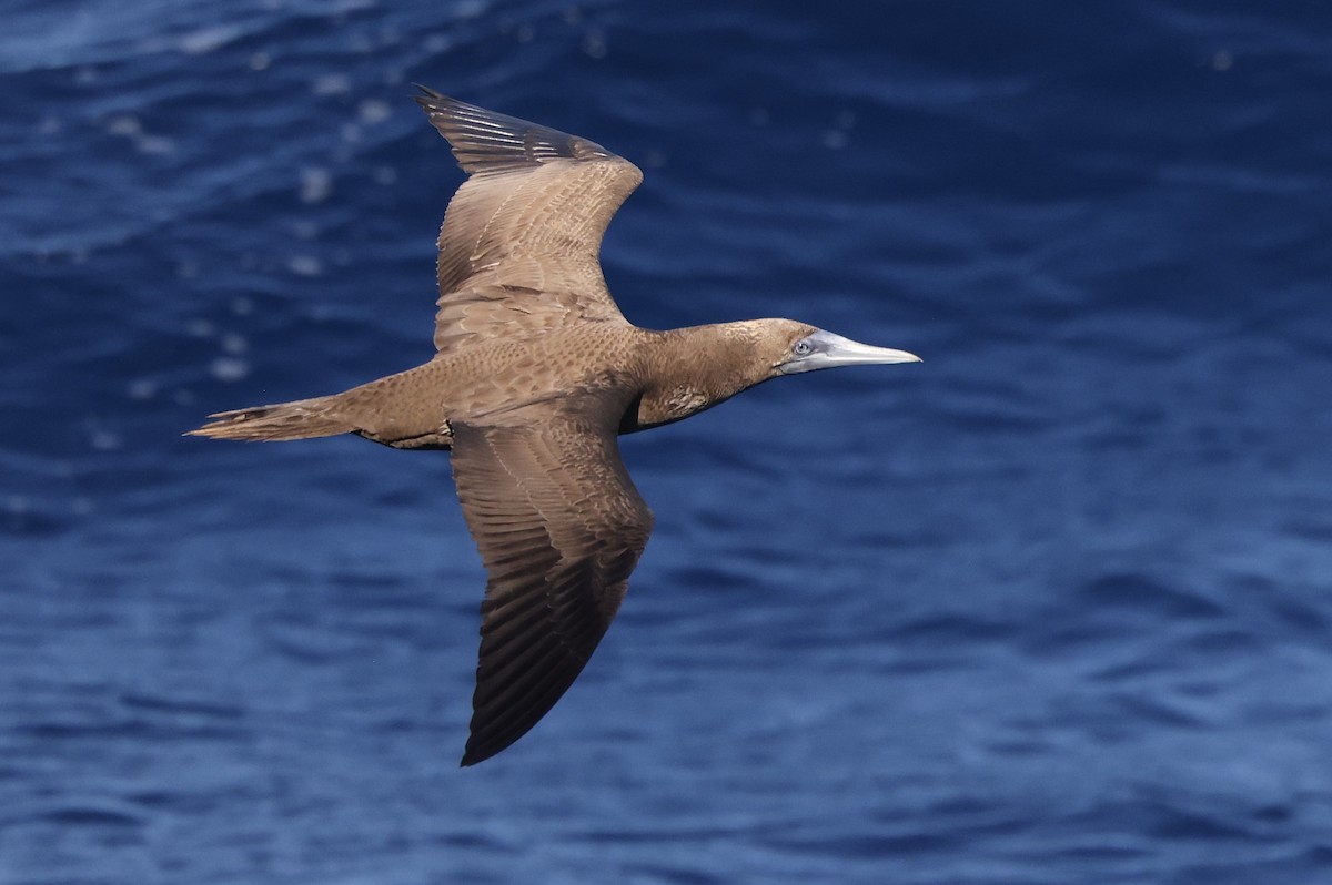 Brown Booby - ML532898601