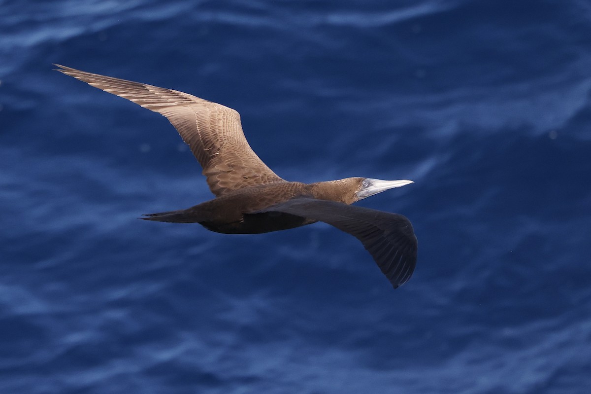 Brown Booby - ML532898611