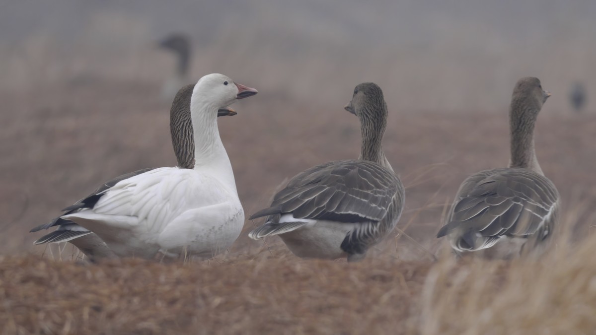 Snow Goose - ML532898721