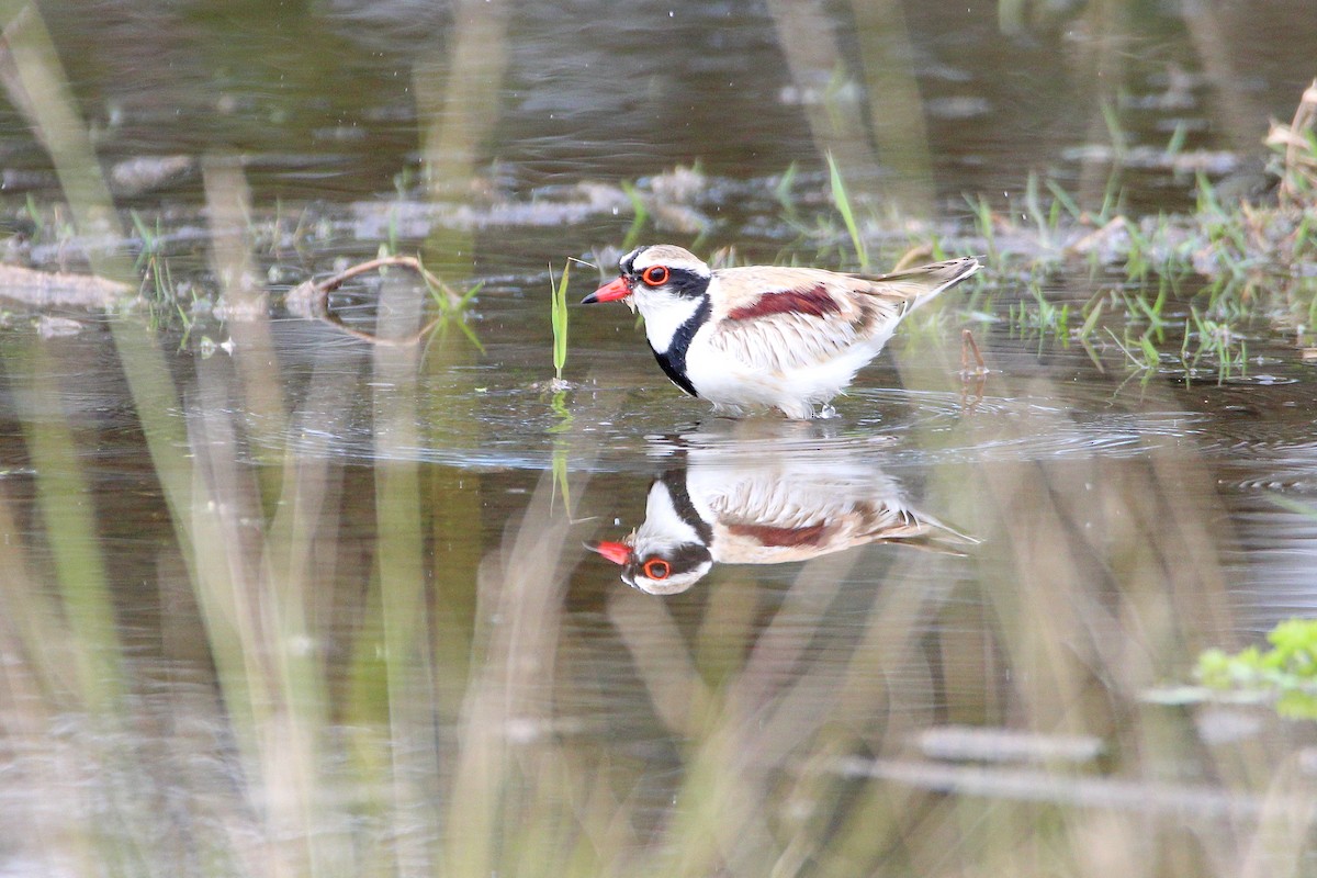 Black-fronted Dotterel - ML532898741