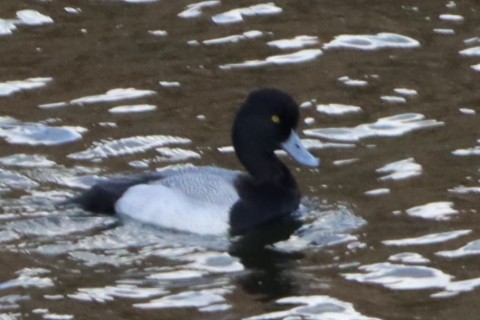 Lesser Scaup - Michaela Maislinger