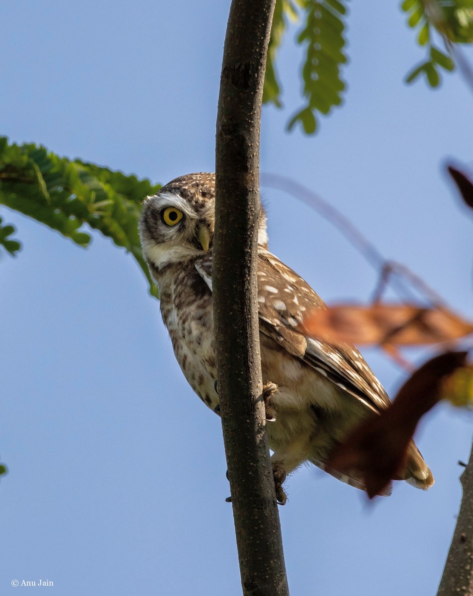 Spotted Owlet - ML532899141