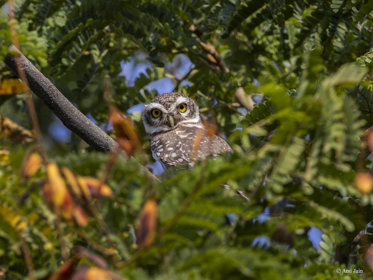 Spotted Owlet - ML532899151