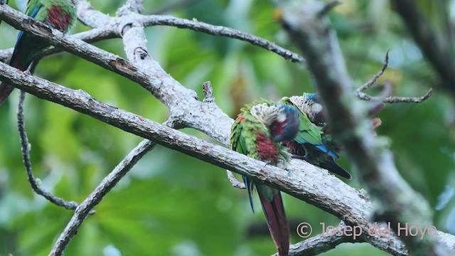 regnbueparakitt (caeruleiceps) (blåkroneparakitt) - ML532899391