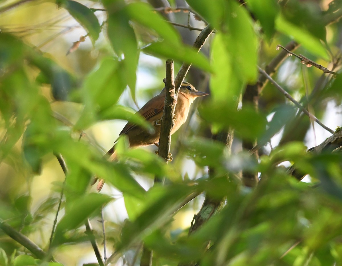 Ochre-breasted Foliage-gleaner - ML532899401