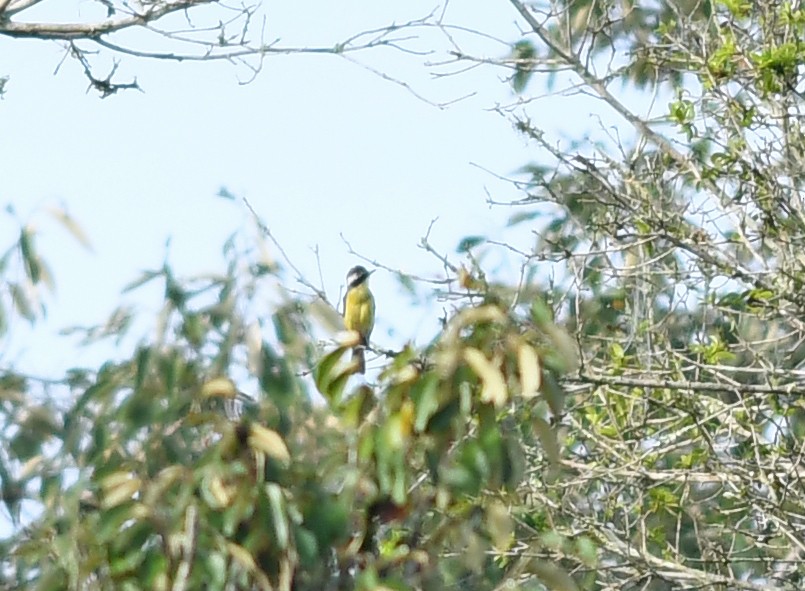 Three-striped Flycatcher - ML532899431