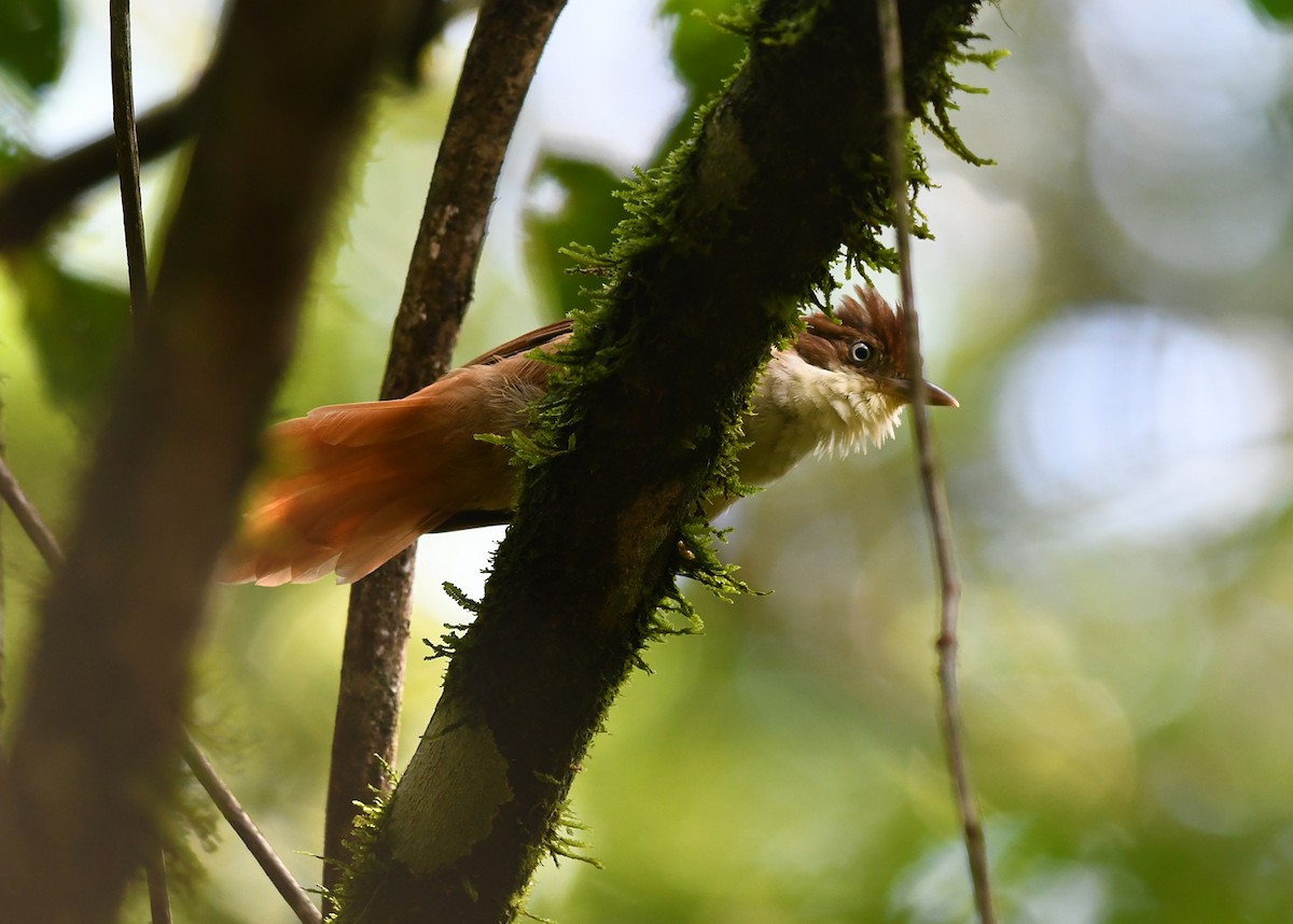 White-eyed Foliage-gleaner - Joshua Vandermeulen