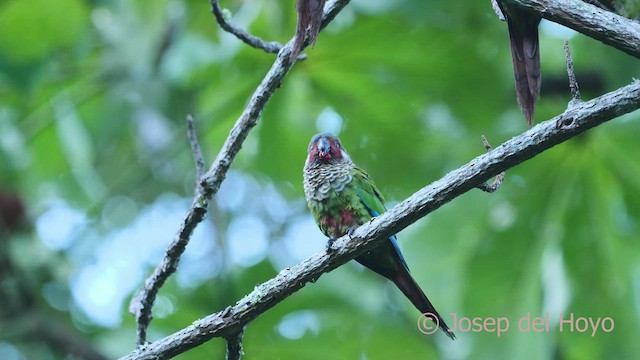 pyrura modročelý (ssp. caeruleiceps) - ML532900401