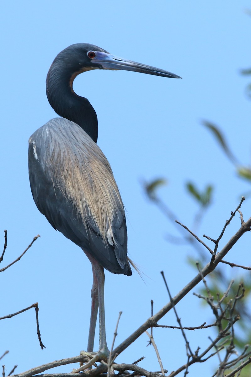 Tricolored Heron - ML532900681