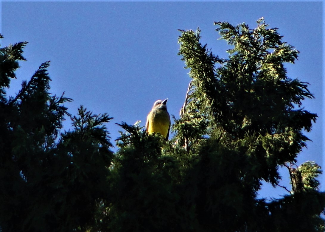 Tropical Kingbird - ML53290081