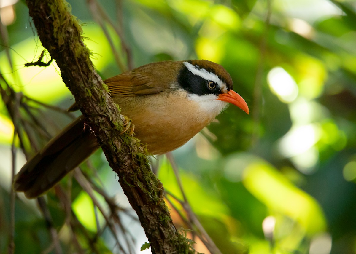 Brown-crowned Scimitar-Babbler (albogularis Group) - ML532900961