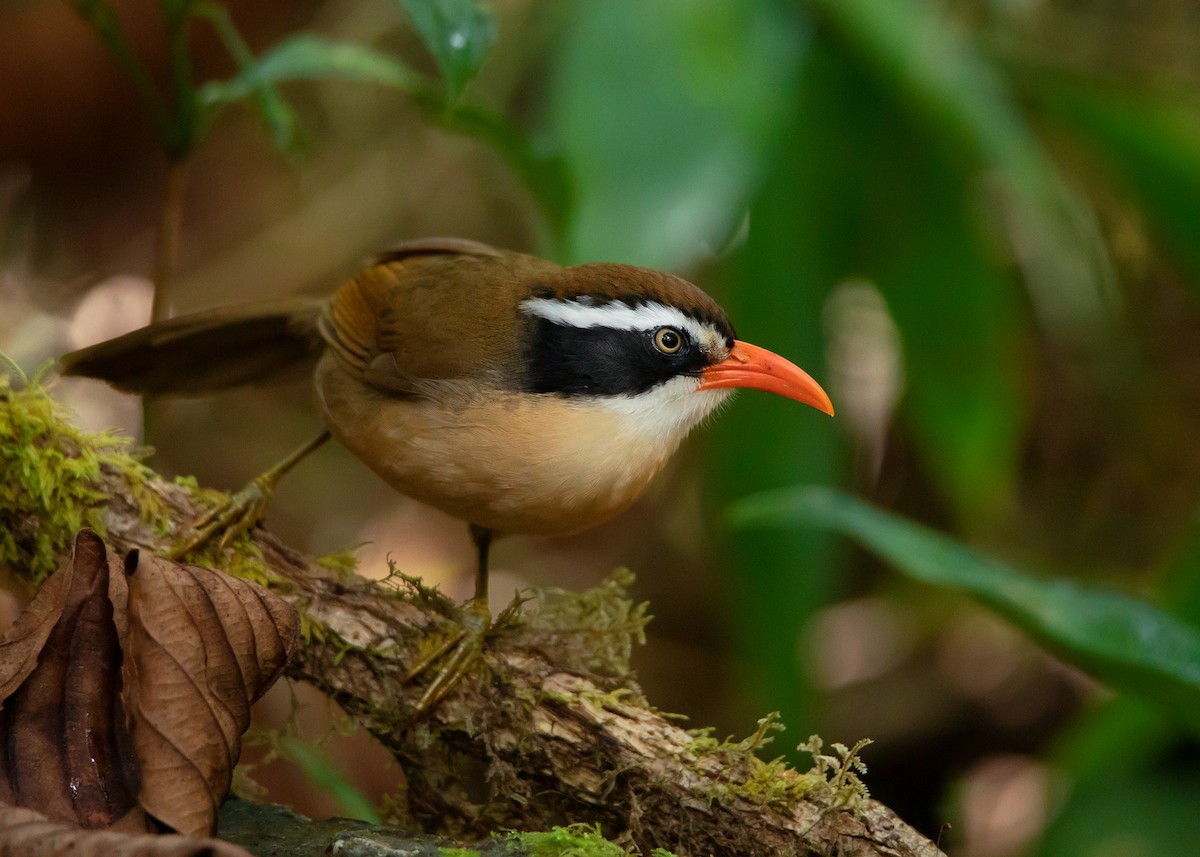 Brown-crowned Scimitar-Babbler (albogularis Group) - ML532900971