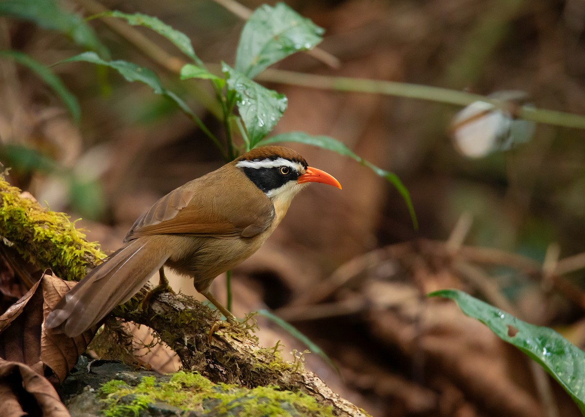 Brown-crowned Scimitar-Babbler (albogularis Group) - ML532900981