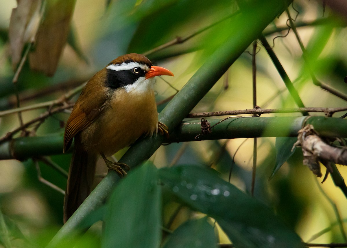 Brown-crowned Scimitar-Babbler (albogularis Group) - ML532900991